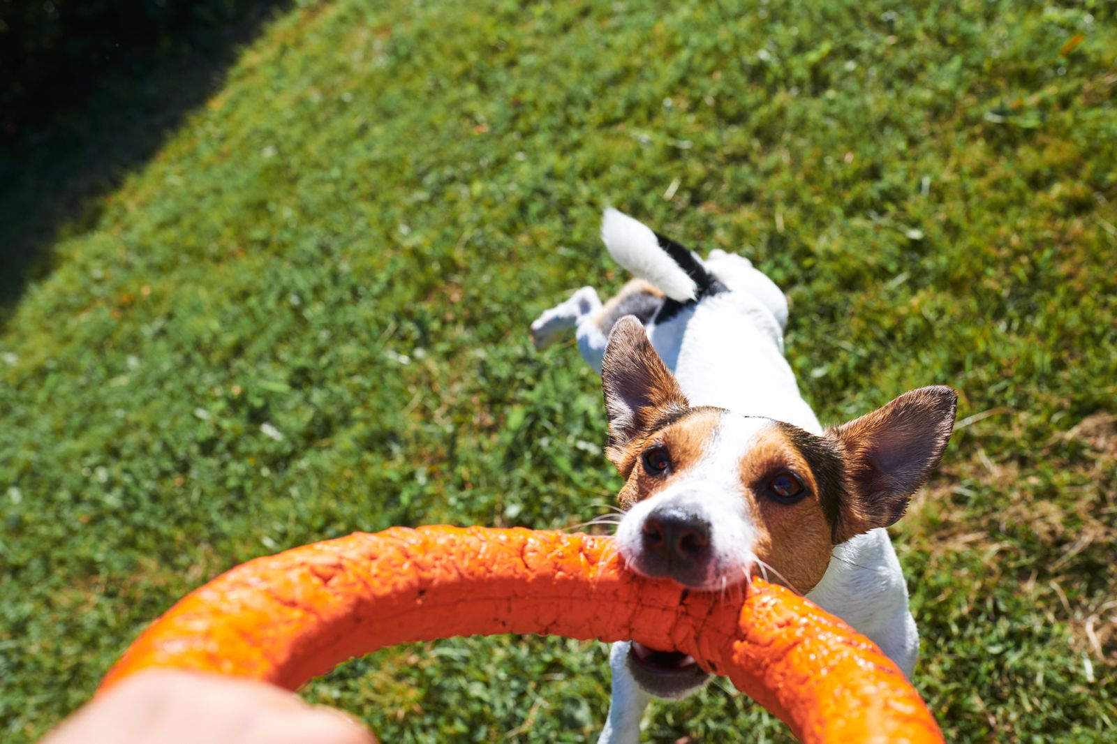 Le Petz Hotel - Happy dogs enjoying their stay